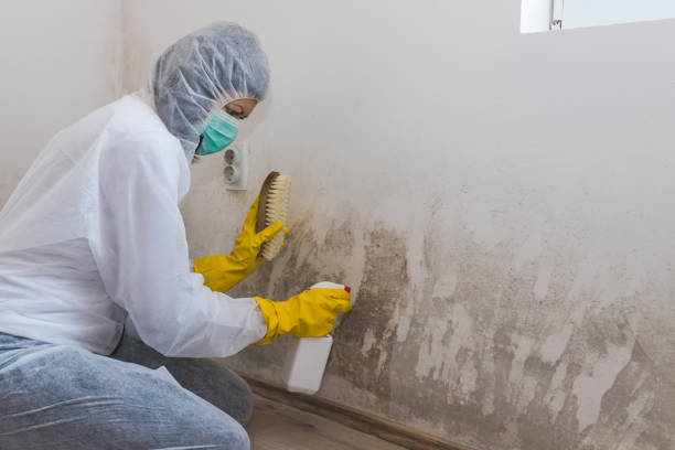 Best Same-Day Mold Removal  in St George, SC
