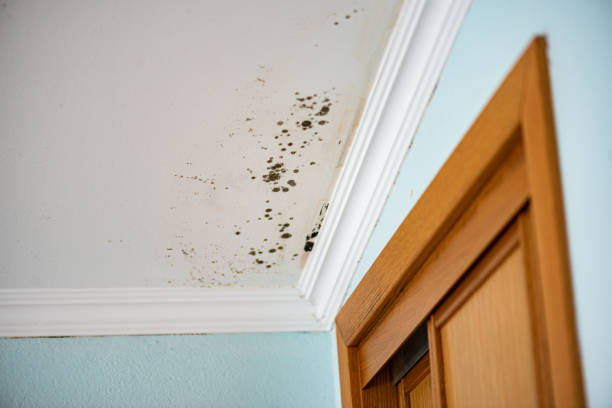Best Certified Mold Removal  in St George, SC
