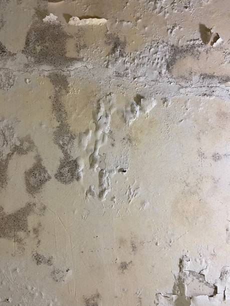 Best Professional Mold Removal  in St George, SC