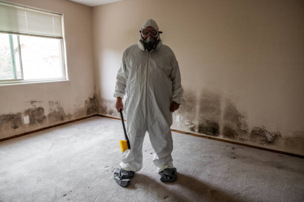 Attic Mold Removal in St George, SC