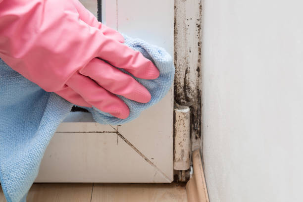 Best Fast Mold Removal  in St George, SC